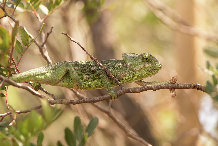 Chameleon Photograph by Naomi Maya