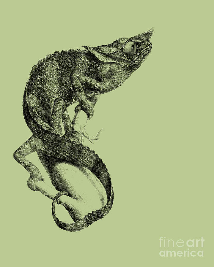 Wildlife Digital Art - Chameleon On Green Background by Madame Memento