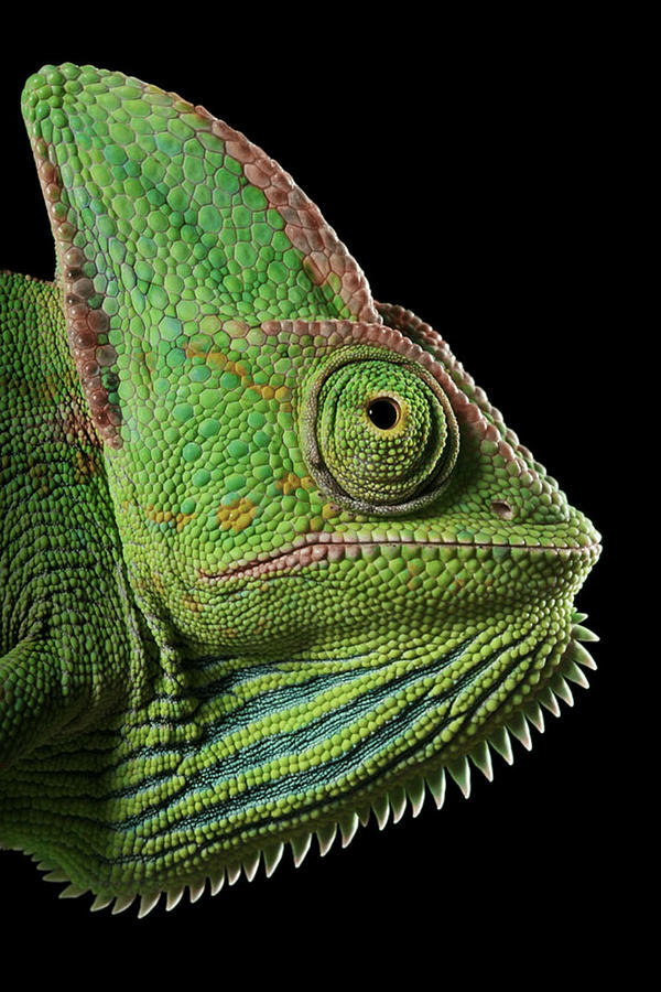 Chameleon Side On Photograph by World Art Collective