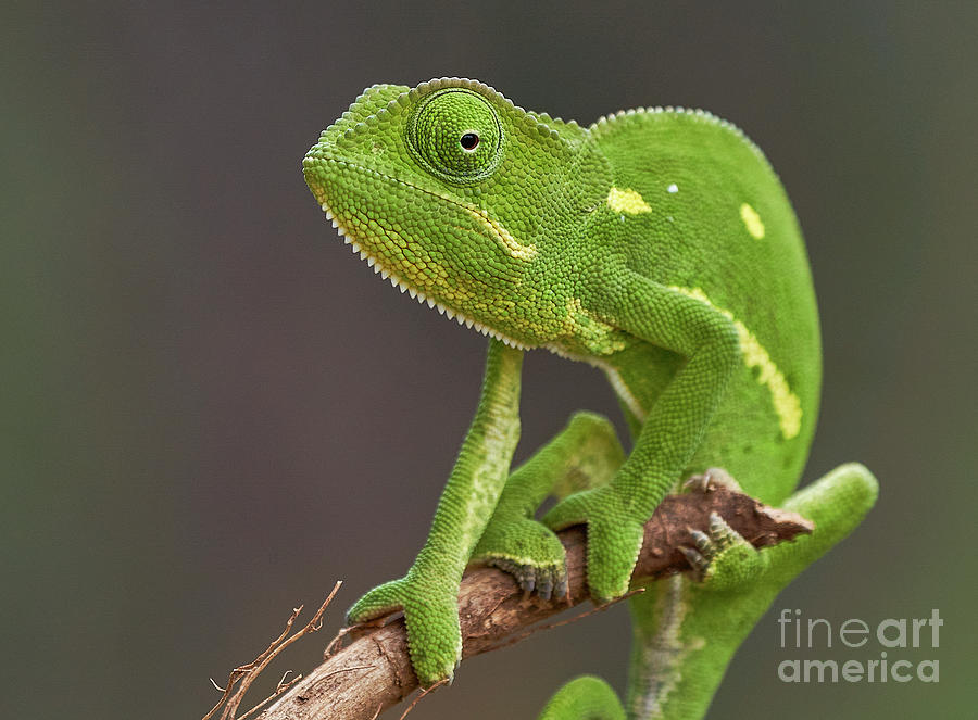 Chameleon Stare  Photograph by Brian Kamprath