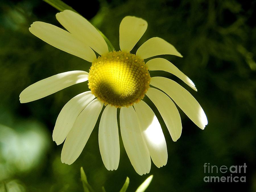Chamomile Flower Photograph