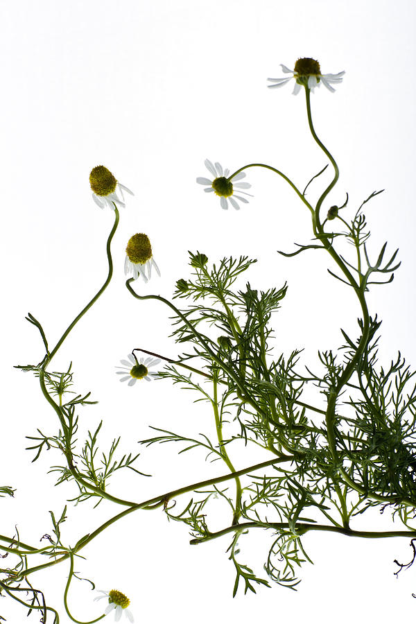 Chamomile flowers Photograph by Nisian Hughes
