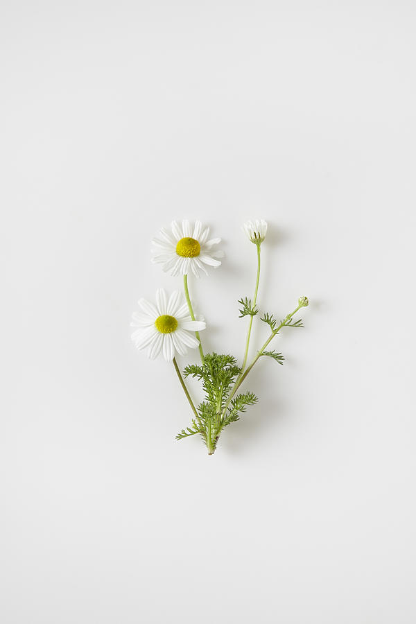 Chamomile Flowers Photograph by Perch Images