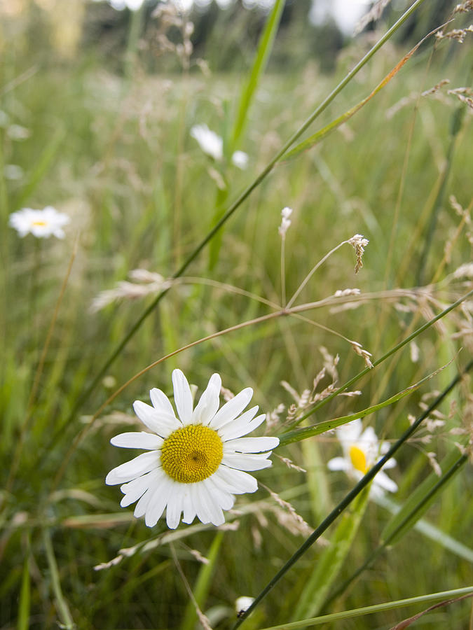 Chamomile on meadow Photograph by David H. Wells