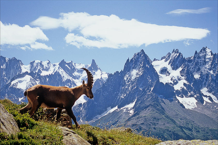 Chamonix wildlife Photograph by Ron Layters