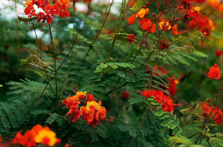 Champ d'Orange Photograph by Trey Mitchell Fine Art America