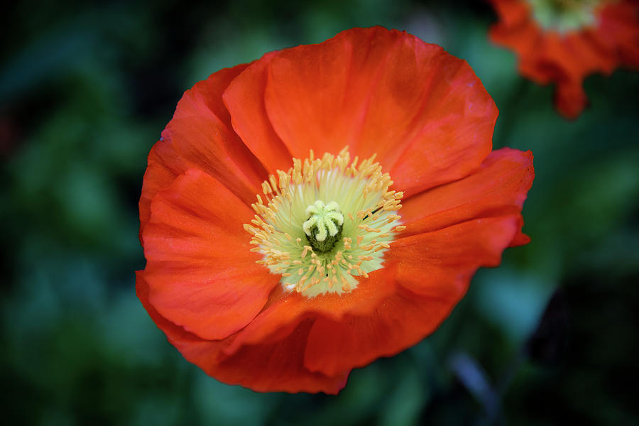 Champagne Bubbles Orange Iceland Poppy Photograph by Gary Geddes