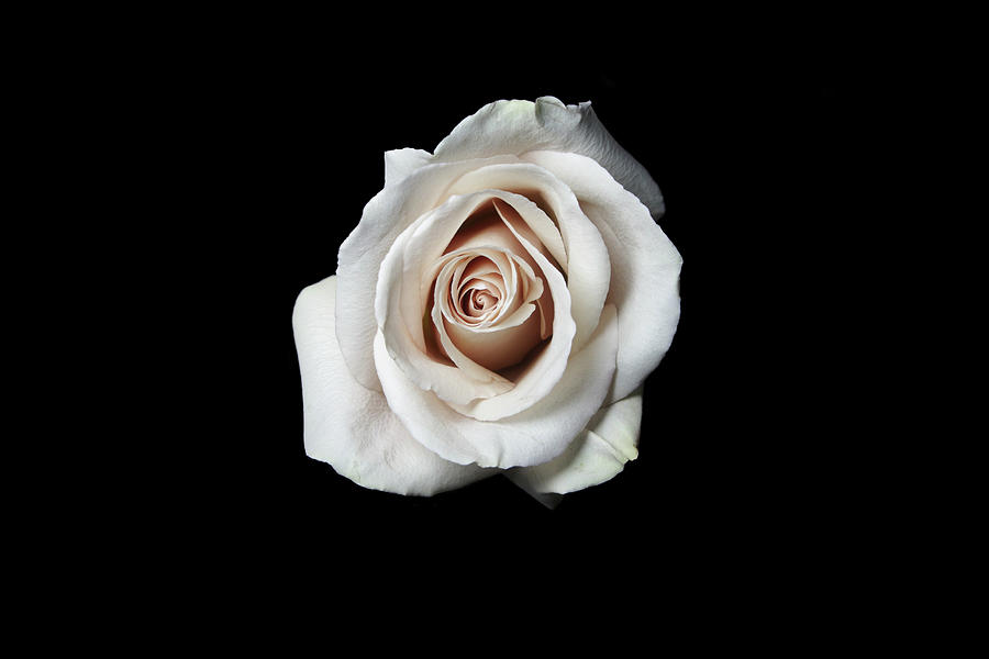 Champagne Rose On Black Photograph by Eugene Campbell