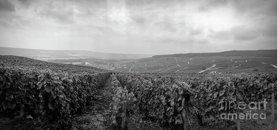 Champagne Vineyard - France Photograph by Luther Fine Art