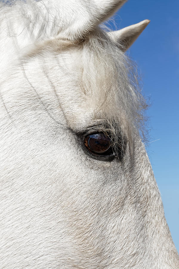 Champion - Lusitano Horse Photograph by KJ Swan