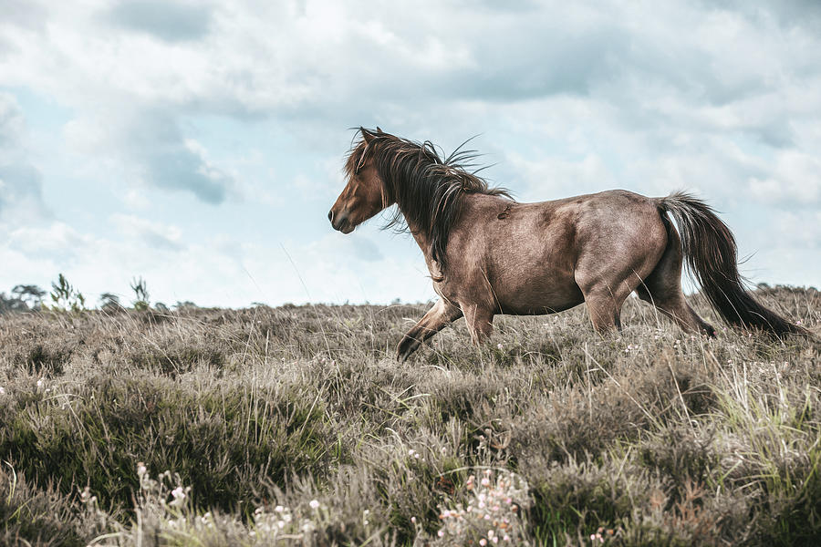 Chancer - Horse Art Photograph by Lisa Saint