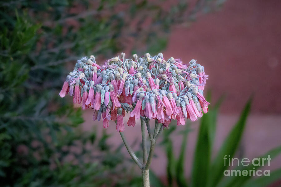 Flower Photograph - Chandelier plant by Deane Palmer