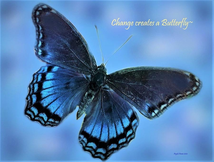 Change Creates A Butterfly Photograph by Angela Davies