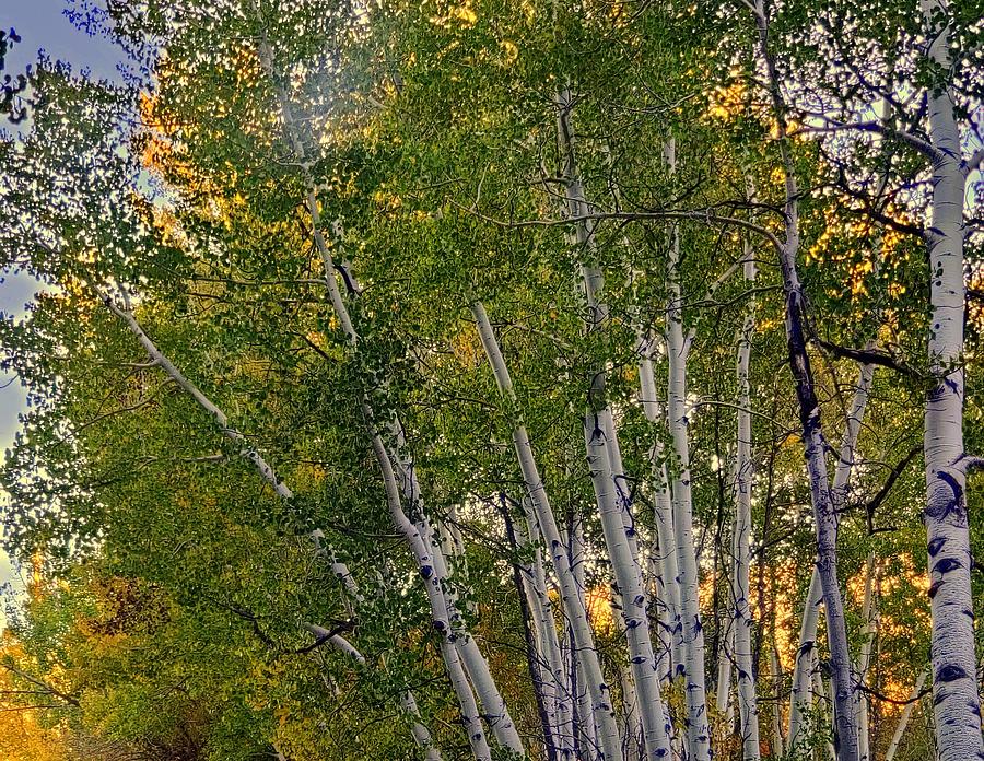 Aspen Photograph - Change of Seasons by Lee Raine Aspen Photograph - Change of Seasons by Lee Raine