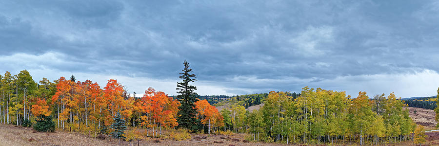 Changing Aspens In The Carson National Forest - Northern New Mexico Land Of Enchantment Photograph