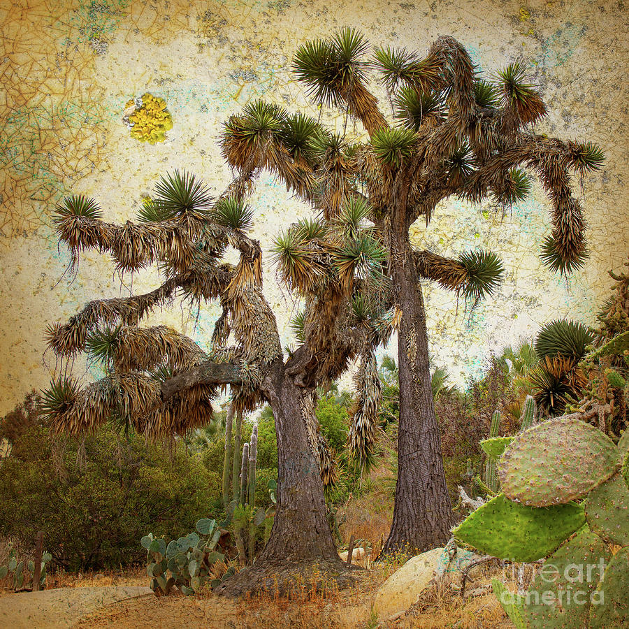 Changing Direction - Joshua Trees in the Desert Cactus Garden in Balboa Park, San Diego, California Photograph by Denise Strahm