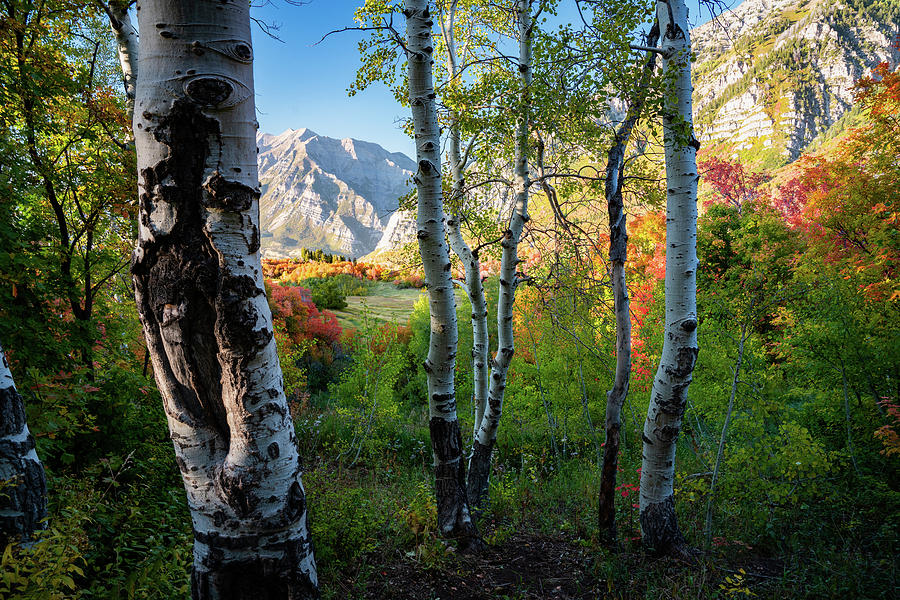 Changing Leaves in the Wasatch of Utah Photograph by James Udall