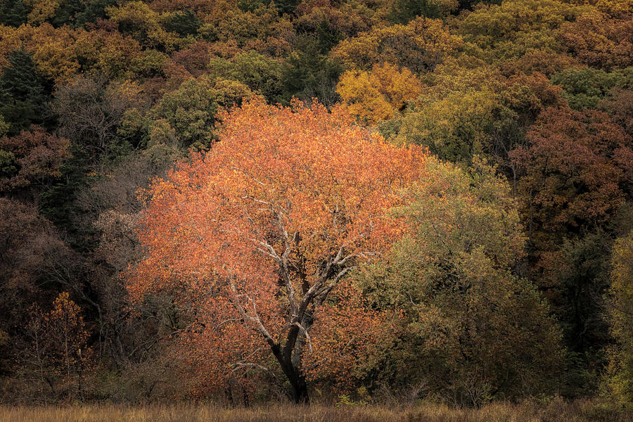 Changing Of The Seasons Photograph by Scott Bean
