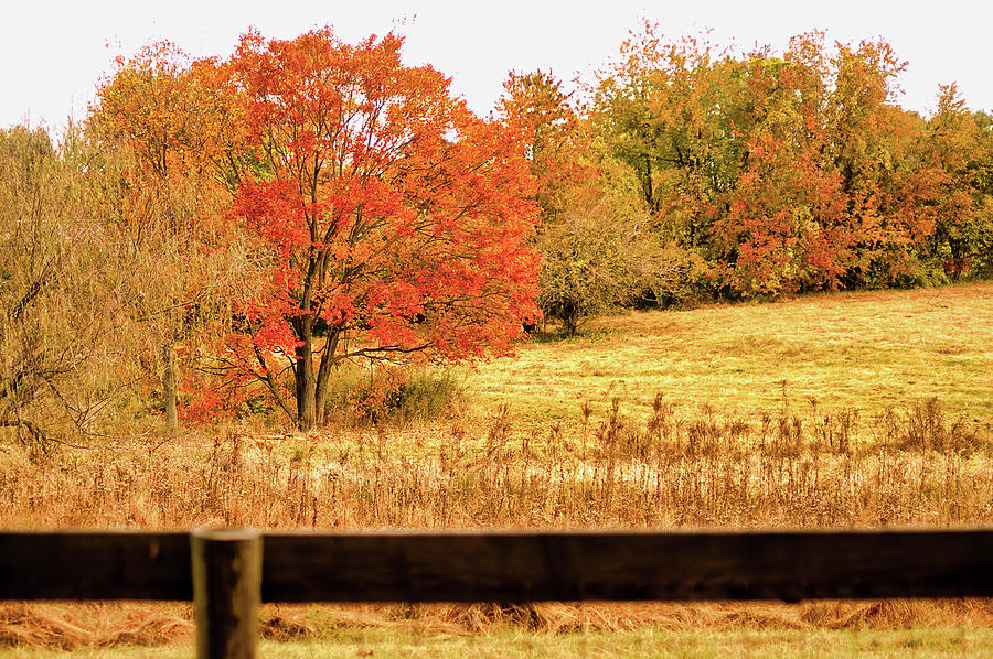 Changing Seasons of Chester County Photograph by Susan Maxwell Schmidt