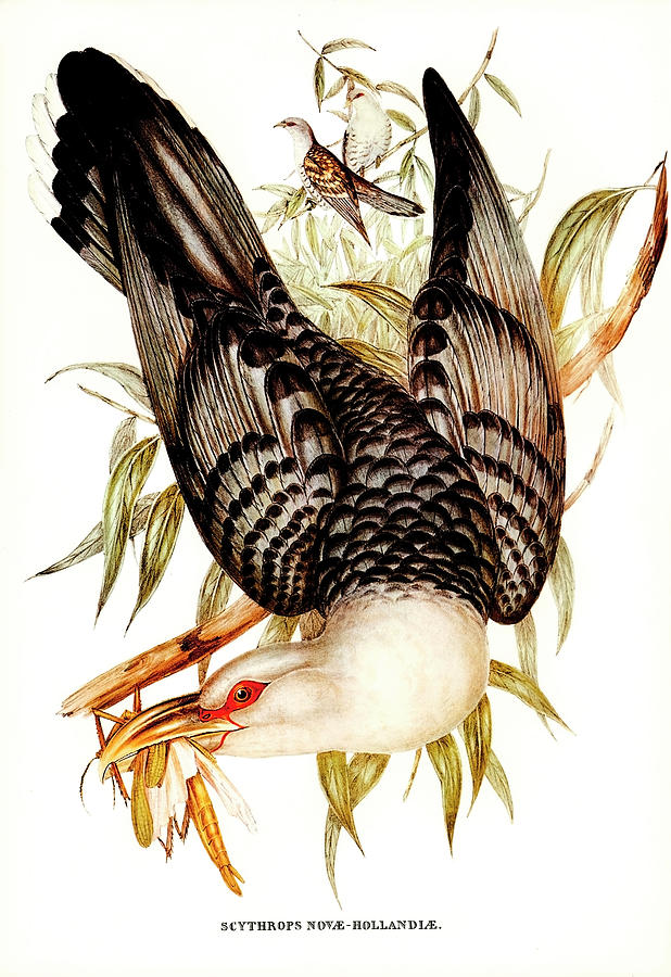 Cuckoo Drawing - Channel Billed Cuckoo by Elizabeth Gould