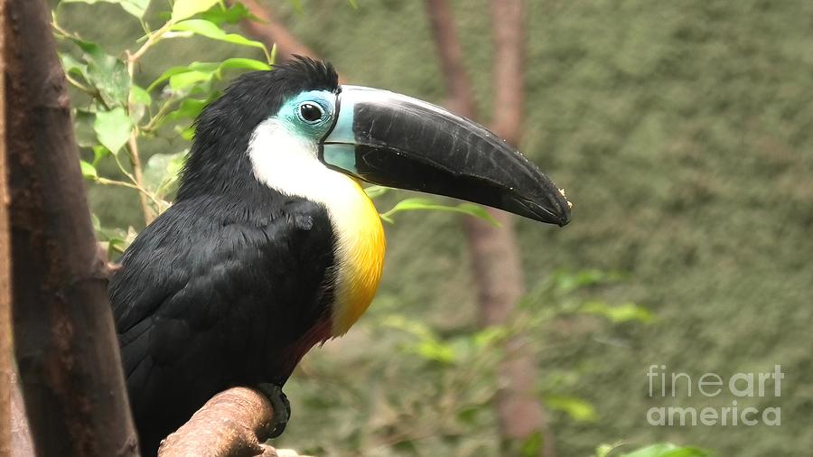 Channel billed toucan Photograph by Benny Marty