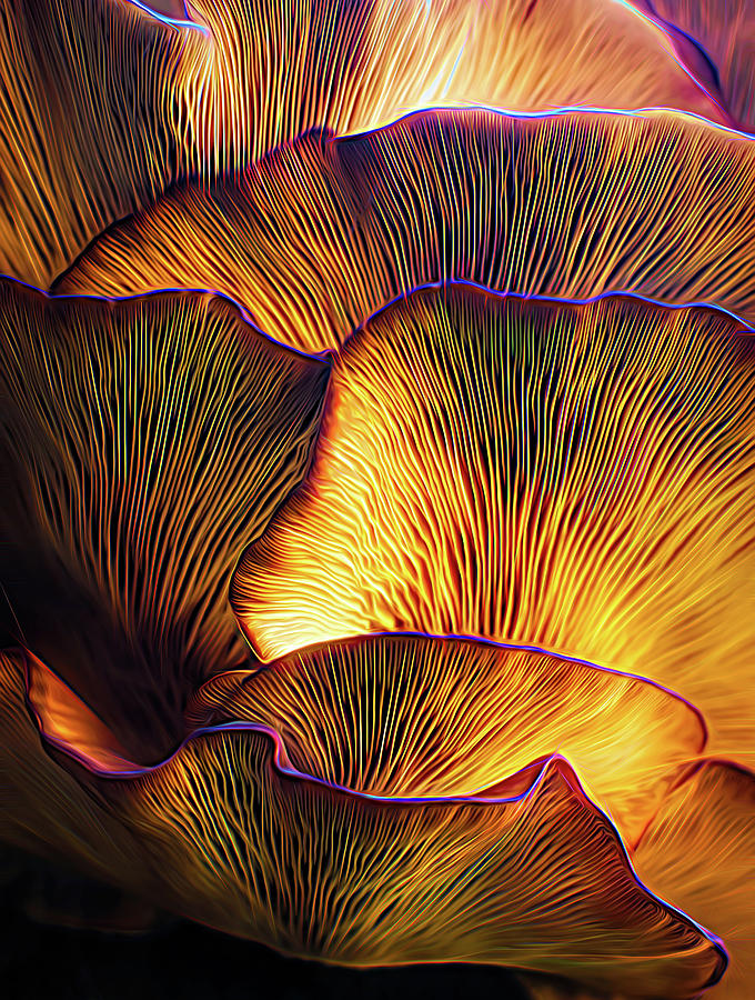 Chanterelles Abstract Artistic Mushrooms Food Photograph by Tina Lavoie ...