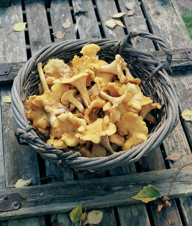 Chanterelles in basket Photograph by Johner Images