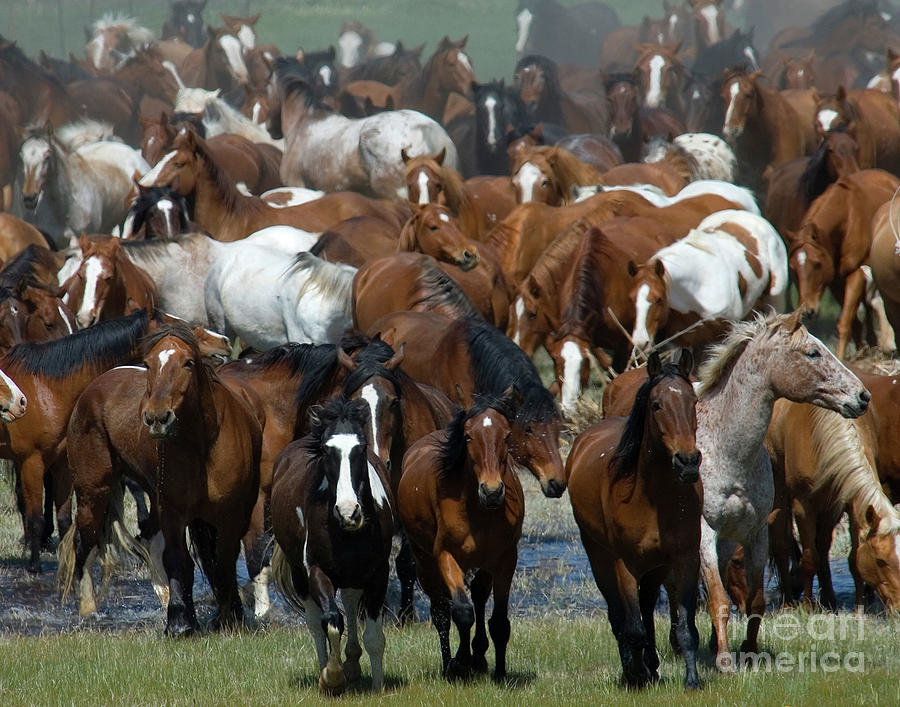 Chaos in the Herd Photograph by Jody Miller