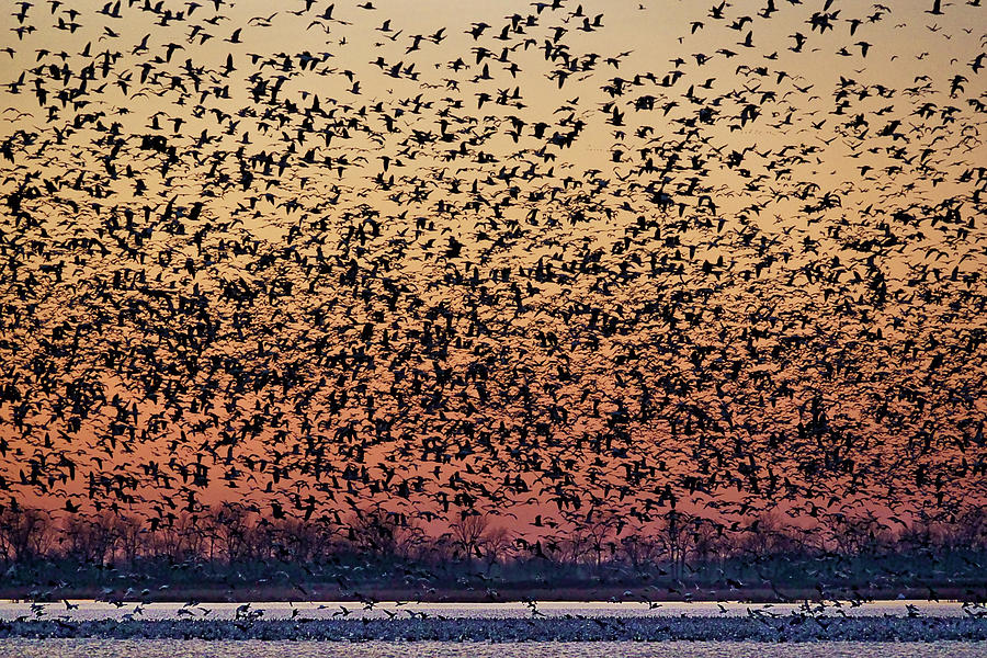 Chaos - Snow Geese - Sunset Photograph by Nikolyn McDonald