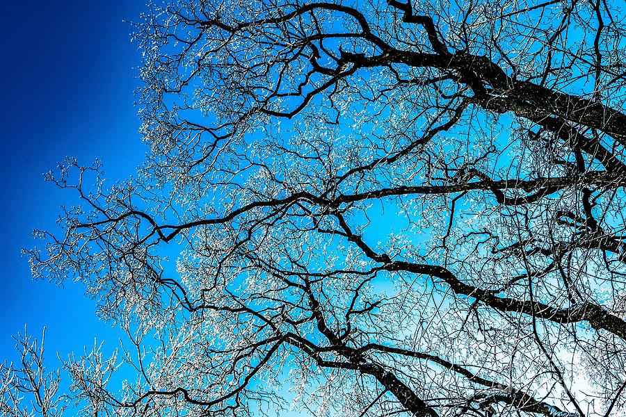 Chaotic System Of Ice Covered Tree Branches With Blue Sky Photograph by Andreas Berthold