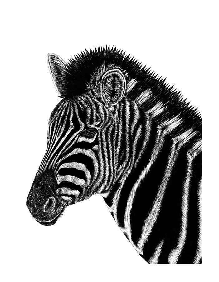 Chapmans zebra Drawing by Loren Dowding