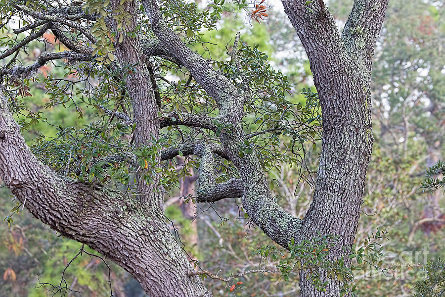 Tree Photograph - Character of the Oaks by Deborah Benoit