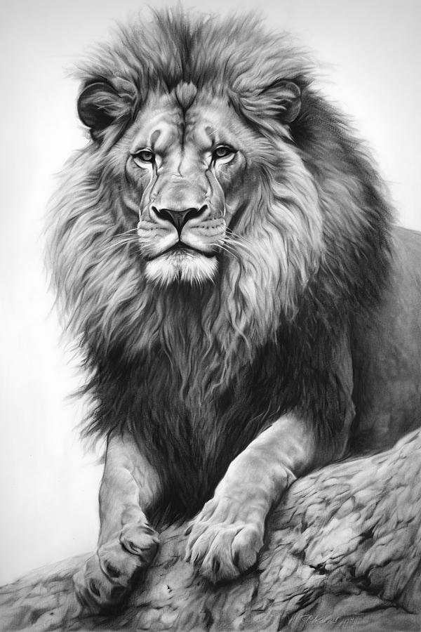 Wildlife Drawing - Charcoal drawing, King of the Jungle by David Mohn