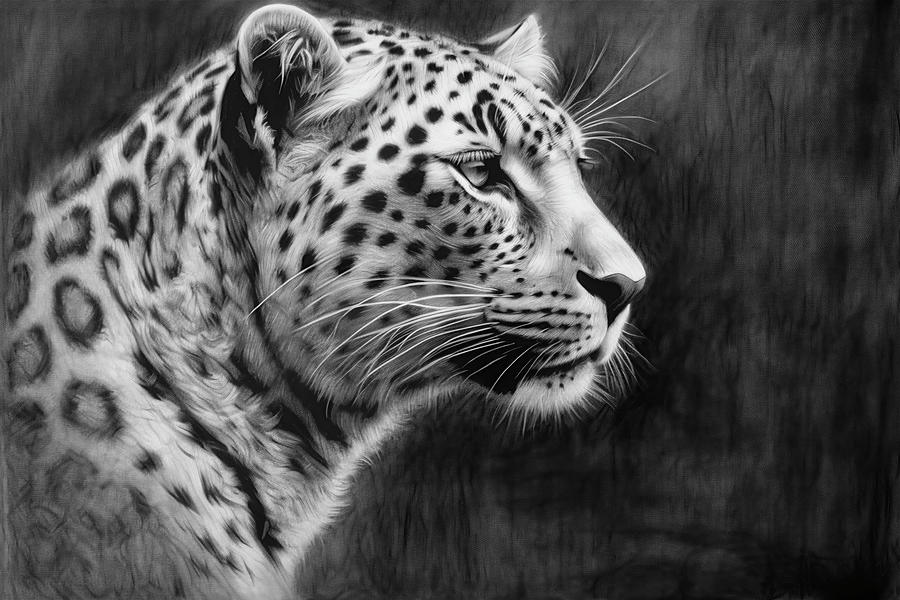 Wildlife Drawing - Charcoal drawing of a leopard by David Mohn