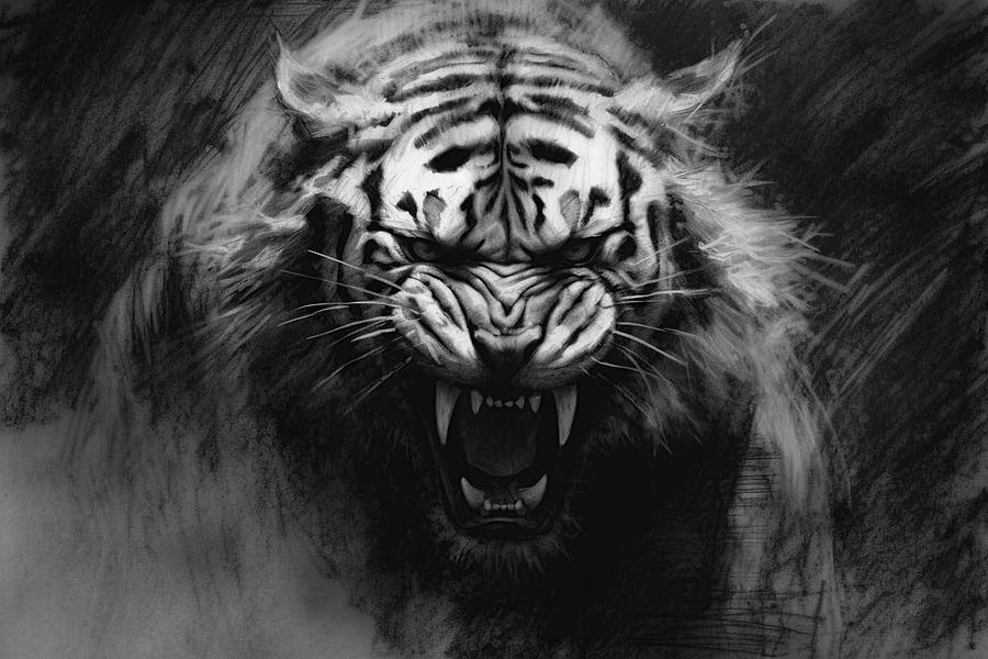 Wildlife Drawing - Charcoal drawing of a snarling tiger by David Mohn