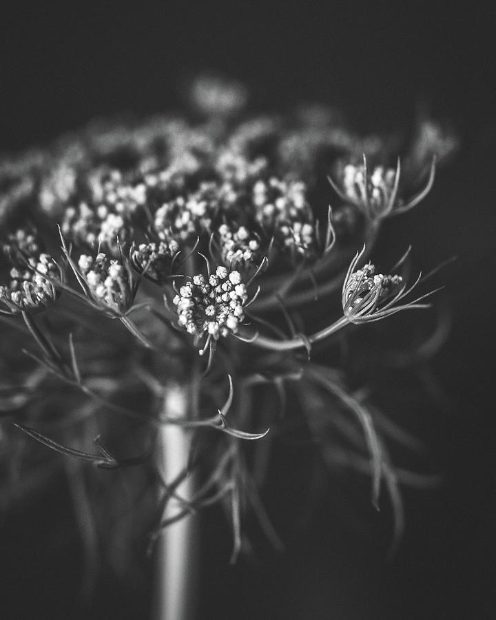 Charcoal Flower Photograph by Lupen Grainne