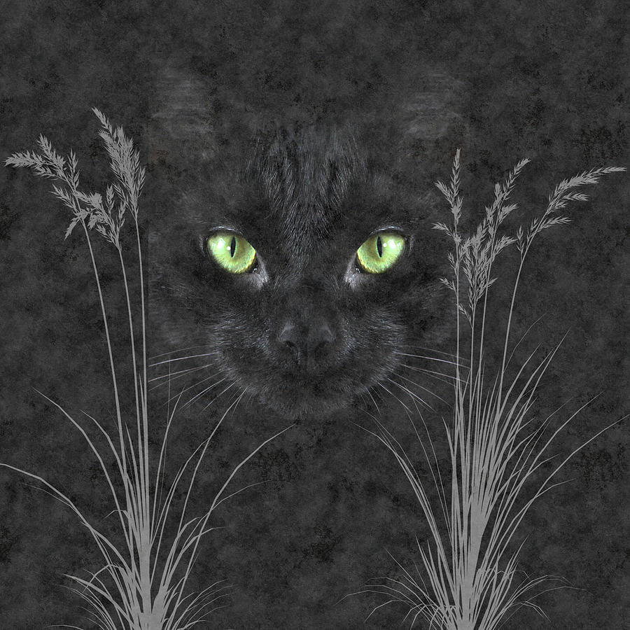 Charcoal Gray Cat with Grasses Digital Art by Doreen Erhardt