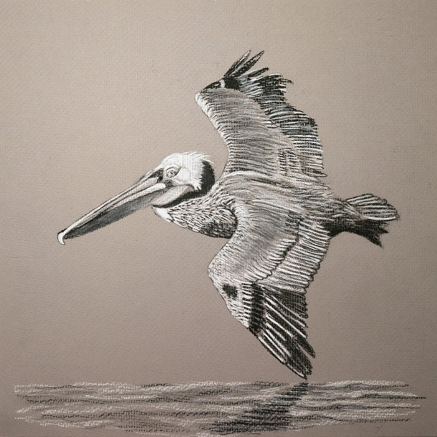 Charcoal Pelican Drawing by Margaret Zabor