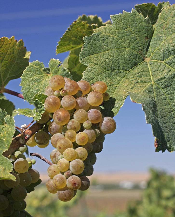 Chardonnay Grapes on the Vine Photograph by BruceBlock