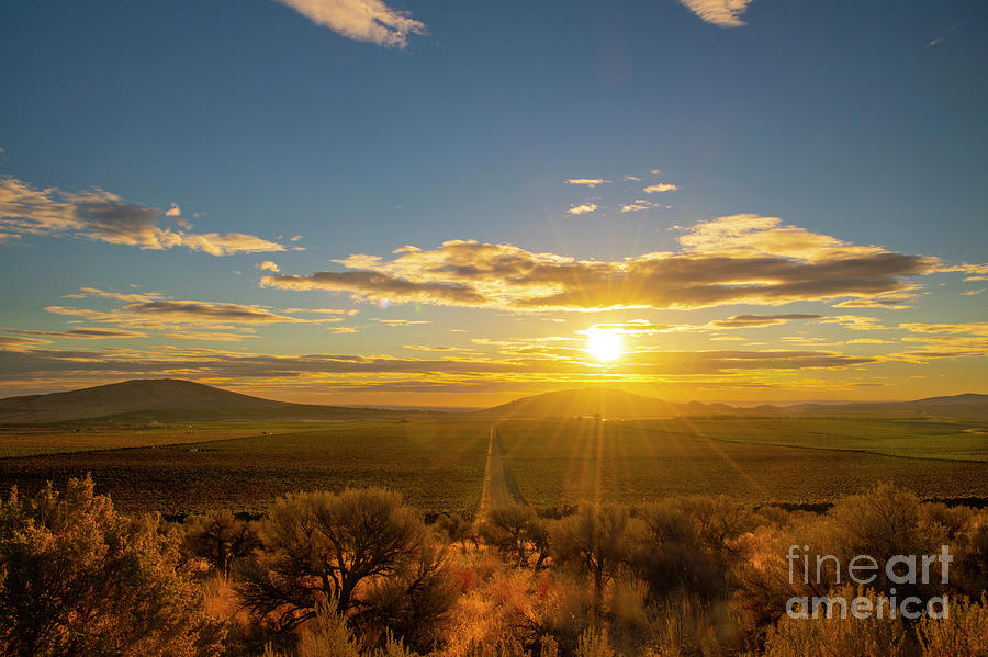 Chardonnay Sunrise #4 Photograph by William Meeuwsen - Fine Art America