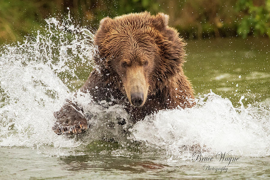 Charging Bear 2 Photograph by Bruce Allison - Fine Art America