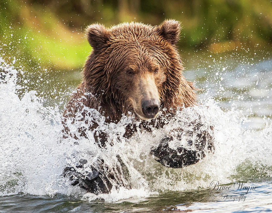 Charging Bear Photograph by Bruce Allison - Fine Art America