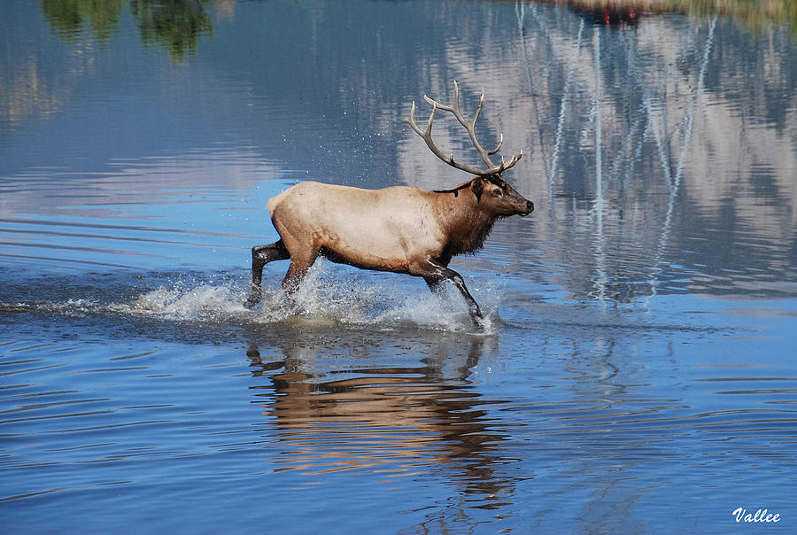 Charging Elk Bull Photograph by Vallee Johnson