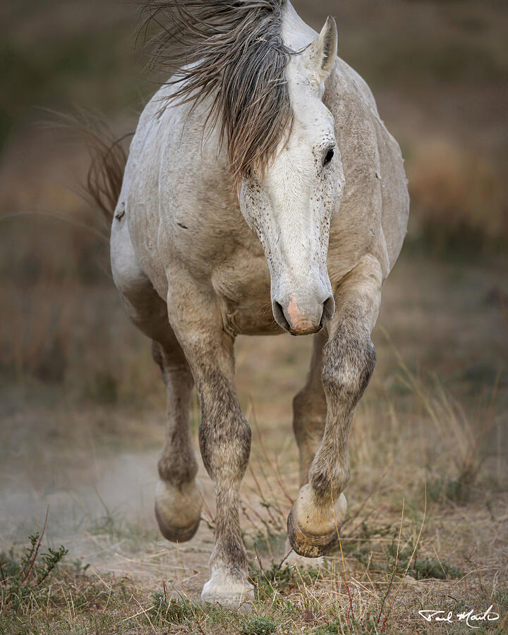 Charging Stallion. Photograph by Paul Martin