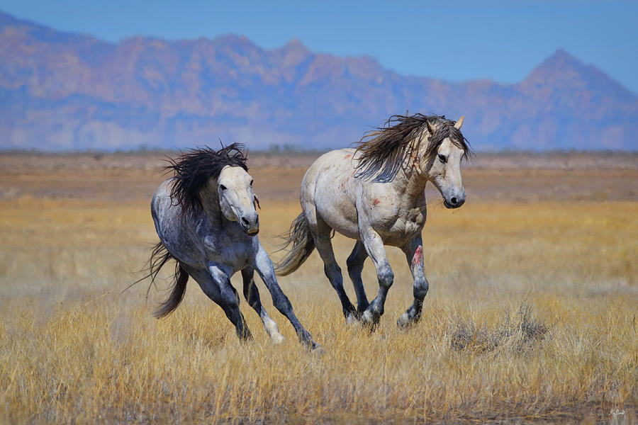 Charging Stallions Photograph by Greg Norrell