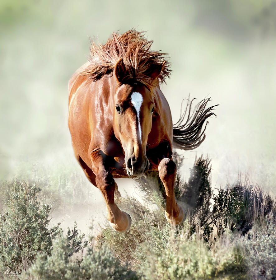 Charging Wild Mustang Photograph by Judi Dressler