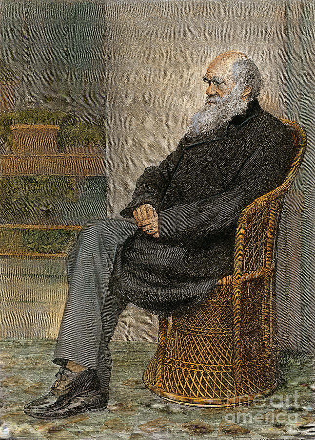 Charles Darwin Painting by Granger