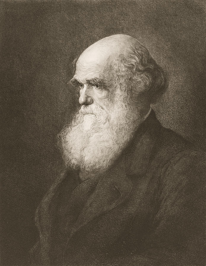 Charles Darwin Portrait Drawing by Orca Art Gallery | Pixels