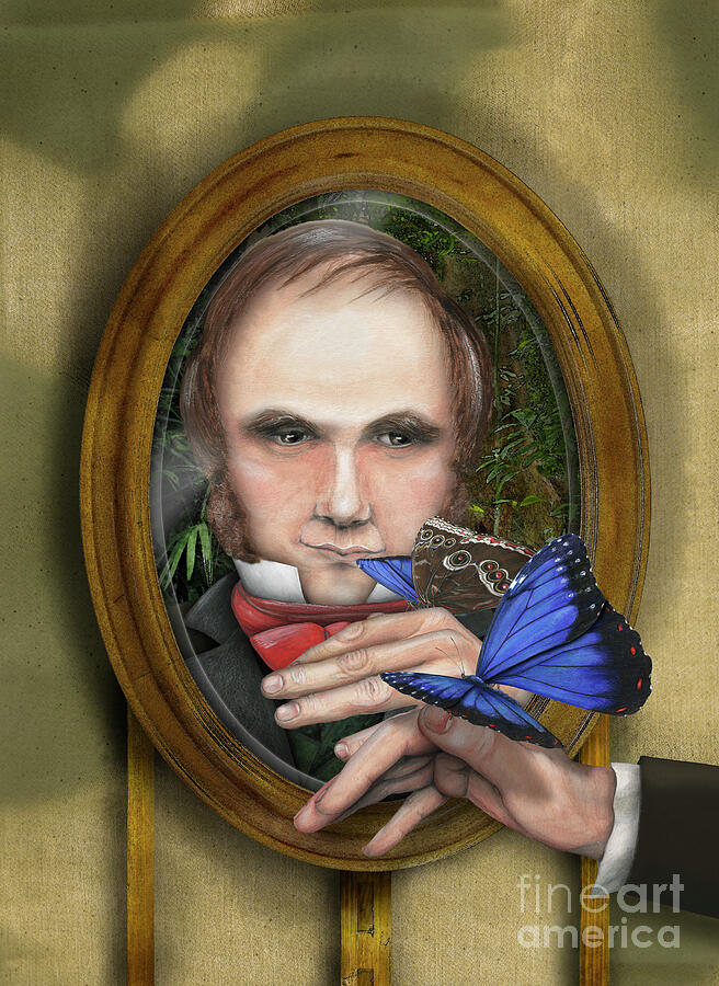 Charles Darwin with Blue Morpho, Morpho peleides Painting by Urft Valley Art