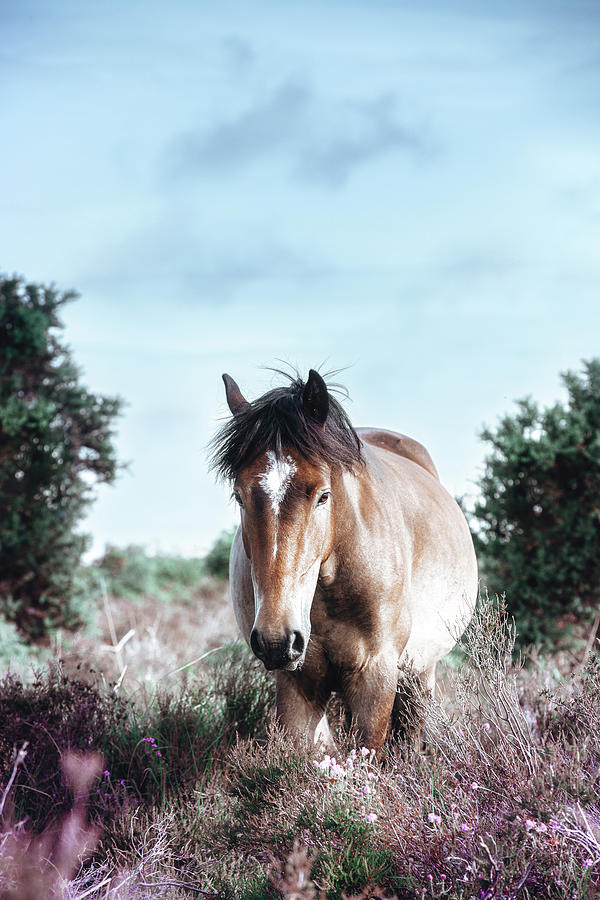 Charles - Horse Art Photograph by Lisa Saint